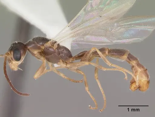 Pseudomyrmex seminole - CASENT0104233