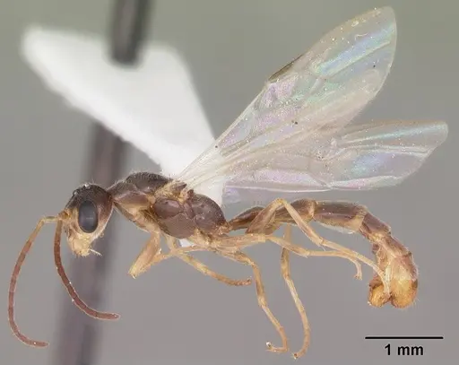 Pseudomyrmex seminole - CASENT0104233