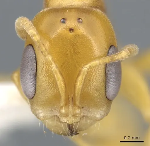 Pseudomyrmex seminole - CASENT0902898