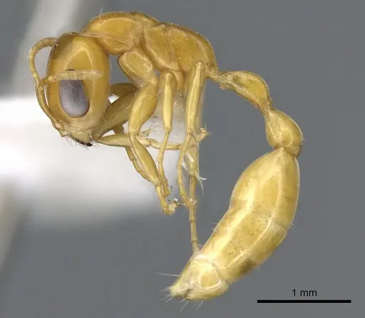 Pseudomyrmex seminole - CASENT0902898