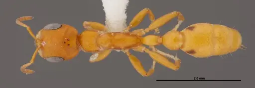 Pseudomyrmex seminole - FMNHINS0000078510