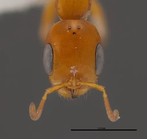 Pseudomyrmex seminole - FMNHINS0000078510