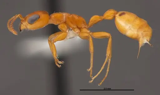 Pseudomyrmex seminole - FMNHINS0000078510