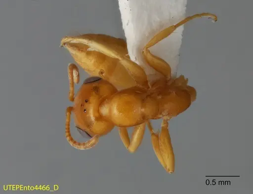 Pseudomyrmex seminole - UTEPENTO4466