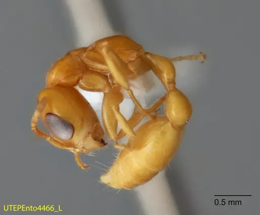 Pseudomyrmex seminole - UTEPENTO4466