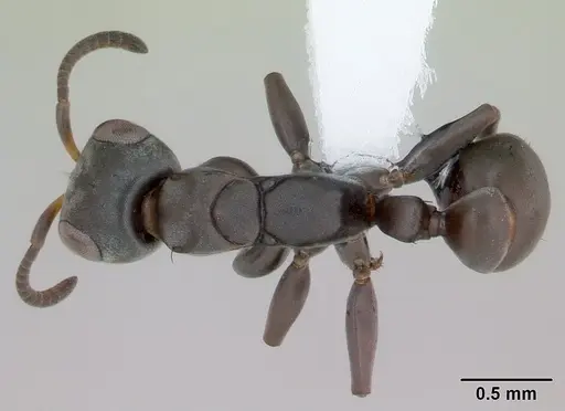 Pseudomyrmex sericeus specimen