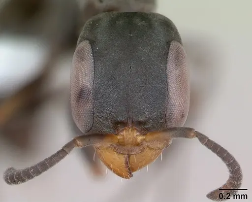 Pseudomyrmex sericeus specimen