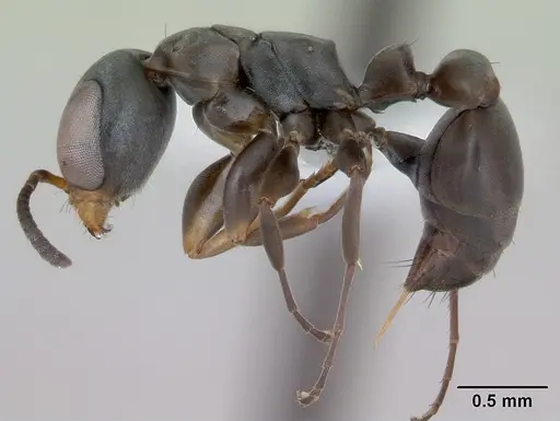 Pseudomyrmex sericeus specimen