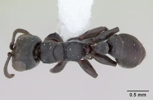 Pseudomyrmex sericeus - CASENT0173773