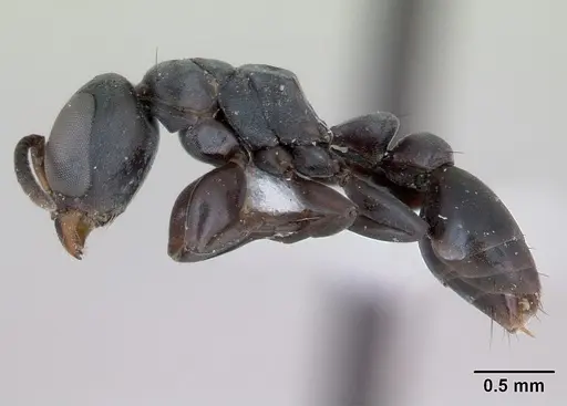 Pseudomyrmex sericeus - CASENT0173773