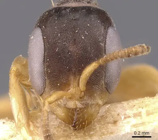 Pseudomyrmex sericeus - CASENT0907560