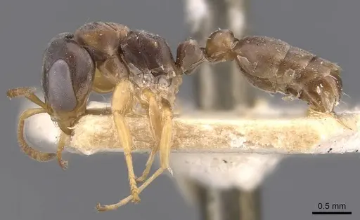 Pseudomyrmex sericeus - CASENT0907560