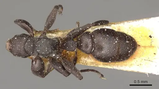 Pseudomyrmex sericeus - CASENT0915846