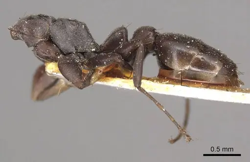 Pseudomyrmex sericeus - CASENT0915846