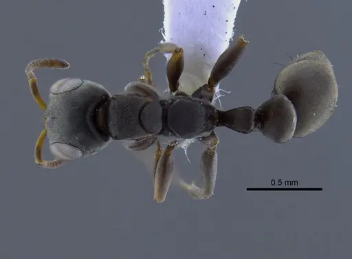 Pseudomyrmex sericeus - CBUMAGENT41760