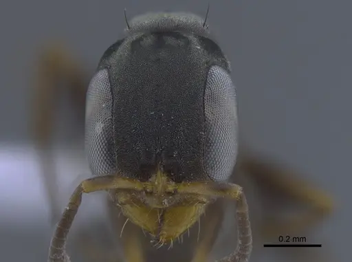 Pseudomyrmex sericeus - CBUMAGENT41760