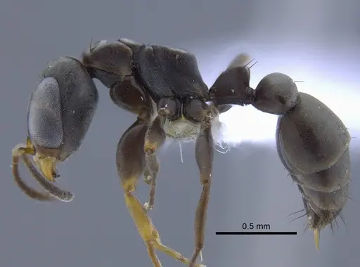 Pseudomyrmex sericeus - CBUMAGENT41760