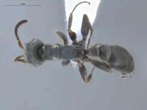 Pseudomyrmex sericeus - ECOFOG-BUG-1299-03
