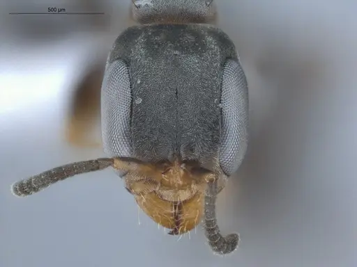 Pseudomyrmex sericeus - ECOFOG-BUG-1299-03