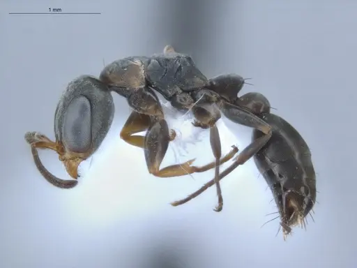 Pseudomyrmex sericeus - ECOFOG-BUG-1299-03