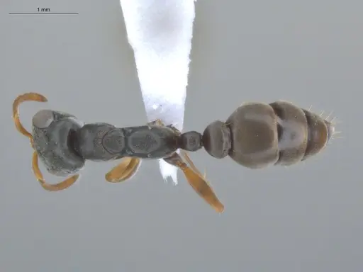 Pseudomyrmex sericeus - ECOFOG-MI15-0442-27