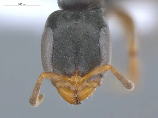 Pseudomyrmex sericeus - ECOFOG-MI15-0442-27