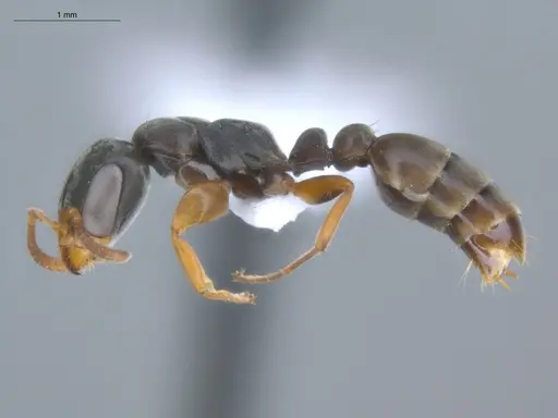 Pseudomyrmex sericeus - ECOFOG-MI15-0442-27