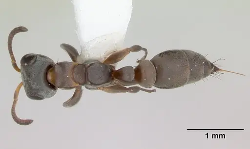 Pseudomyrmex sericeus - INBIOCRI001238570
