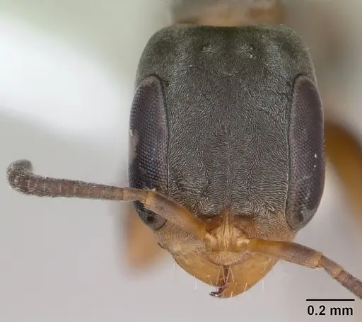 Pseudomyrmex sericeus - INBIOCRI001238570