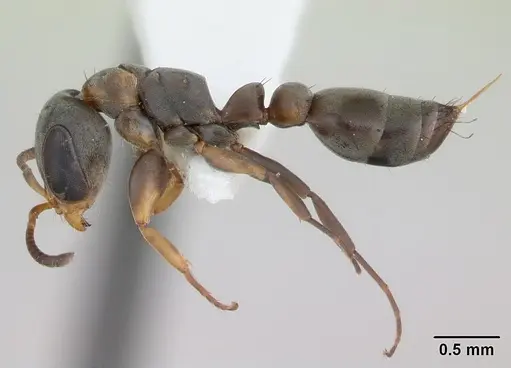 Pseudomyrmex sericeus - INBIOCRI001238570