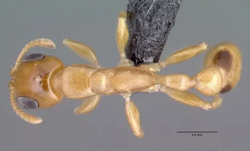 Pseudomyrmex simplex specimen