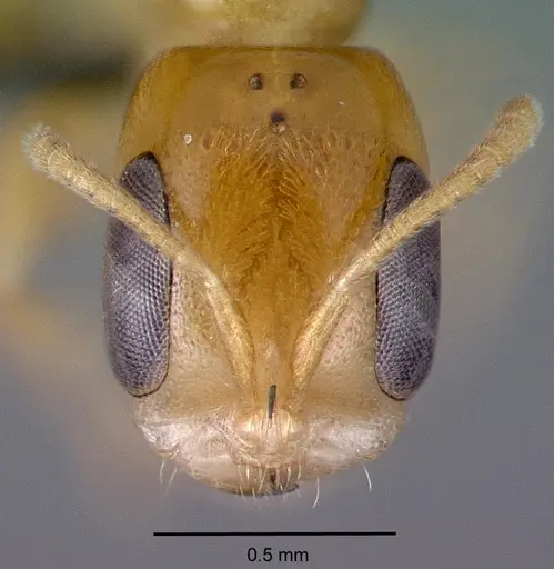 Pseudomyrmex simplex specimen