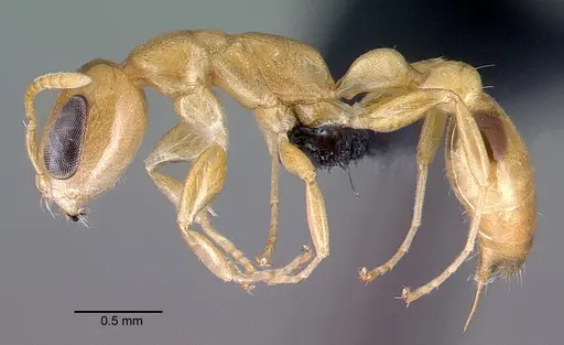 Pseudomyrmex simplex specimen