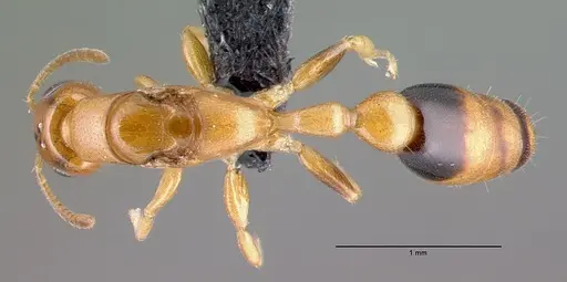 Pseudomyrmex simplex - CASENT0040141