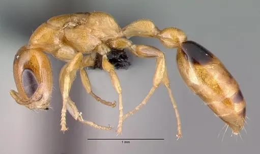 Pseudomyrmex simplex - CASENT0040141