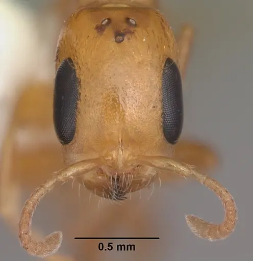 Pseudomyrmex simplex - CASENT0104248