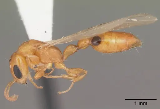 Pseudomyrmex simplex - CASENT0104248