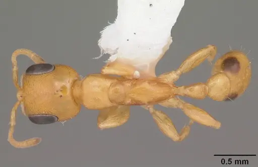 Pseudomyrmex simplex - CASENT0104281