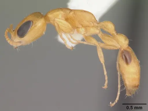 Pseudomyrmex simplex - CASENT0104281