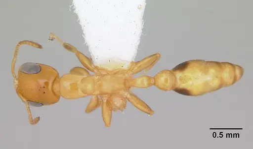 Pseudomyrmex simplex - CASENT0173027