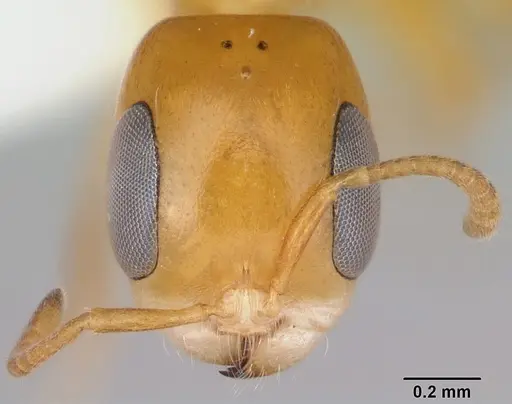 Pseudomyrmex simplex - CASENT0173027