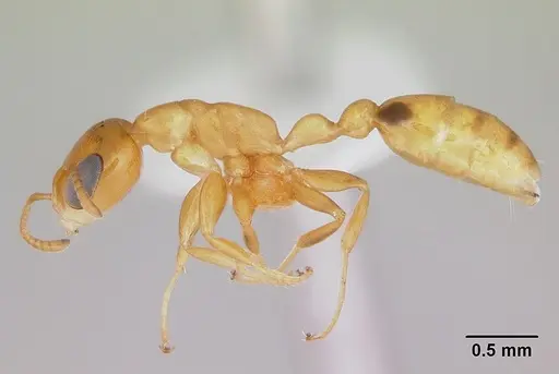 Pseudomyrmex simplex - CASENT0173027