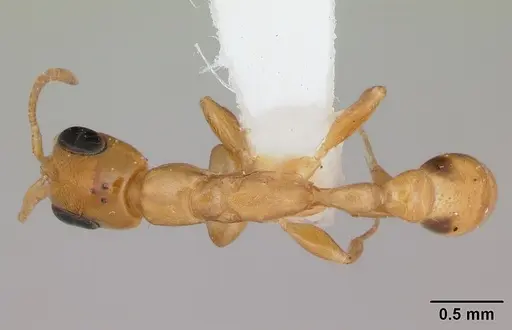 Pseudomyrmex simplex - CASENT0173774