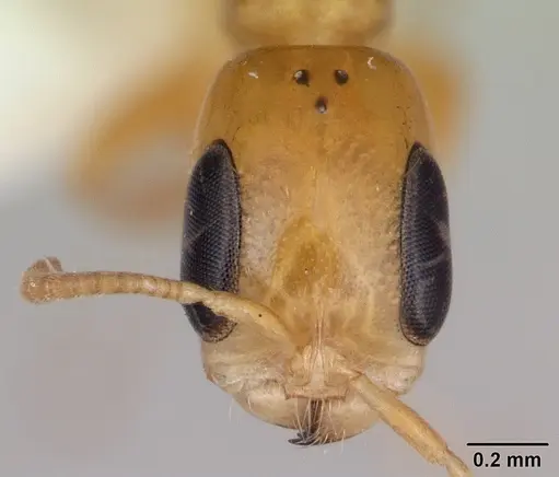 Pseudomyrmex simplex - CASENT0173774