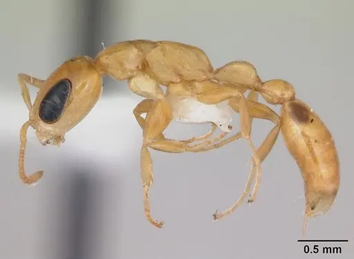 Pseudomyrmex simplex - CASENT0173774