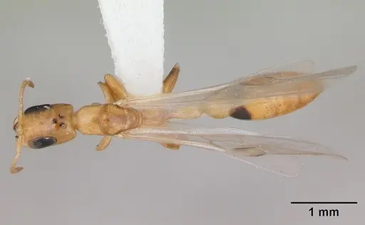 Pseudomyrmex simplex - CASENT0173775