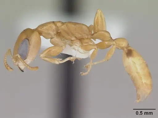 Pseudomyrmex simplex - CASENT0173776