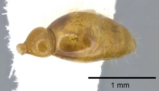 Pseudomyrmex simplex - CASENT0246303
