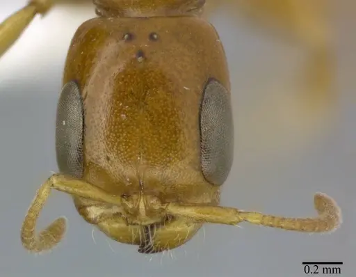 Pseudomyrmex simplex - CASENT0246303