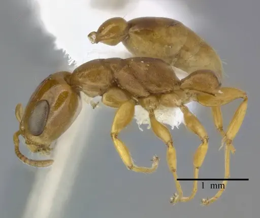 Pseudomyrmex simplex - CASENT0246303